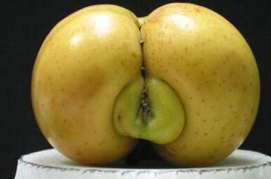 apple1