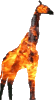 feuergiraffe