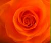 orangerose