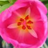 Tulpe