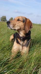 Ogar Polski Quelle: www.ogar-polski.de/texte.php?text_id=66<br />
