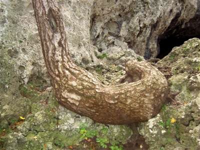 schlangenbaum2