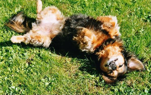 [hundi]