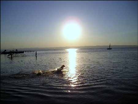 [unbekannter.hund.springt.durchs.bild]