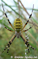 Argiope bruennichi Argiope bruennichi