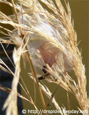 Cheiracanthium-punctorium-Maennchen-im-Gespinst