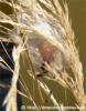 Cheiracanthium-punctorium-Maennchen-im-Gespinst