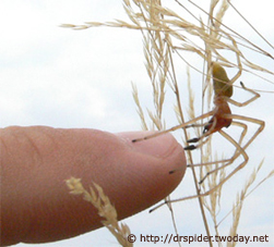 Cheiracanthium-punctorium-Maennchen
