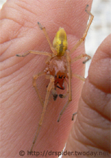 Cheiracanthium-punctorium-Maennchen2