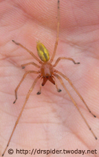 Cheiracanthium-punctorium-Maennchen3