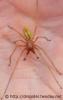 Cheiracanthium-punctorium-Maennchen3