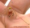 Cheiracanthium-punctorium-Maennchen4