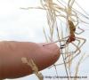 Cheiracanthium-punctorium-Maennchen