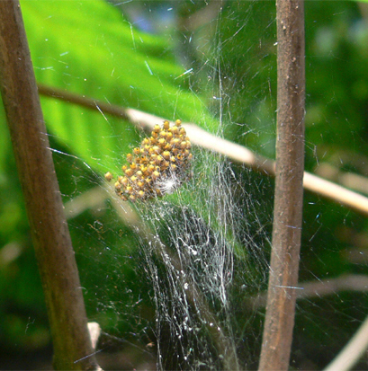 Jungspinnen der Gartenkreuzspinne Araneus diadematus Jungspinnen der Gartenkreuzspinne Araneus diadematus