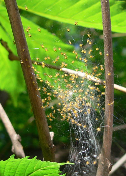Jungspinnen der Gartenkreuzspinne Araneus diadematus Jungspinnen der Gartenkreuzspinne Araneus diadematus