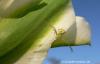 Krabbenspinne Misumenops tricuspidatus auf einer Tulpe auf Beute lauernd.