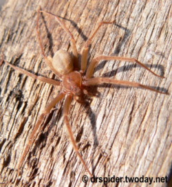 Loxosceles laeta, female Loxosceles laeta, female