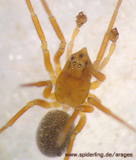Troxochrus-nasutus