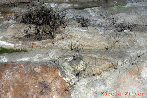 Weberknecht Leiobunum sp.