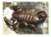 euscorpius
