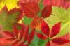 herbst