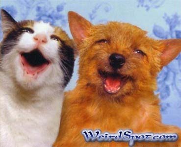 Katze-Hund