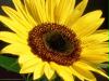 sonnenblume
