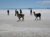 Lamas auf dem Salar de Uyuni