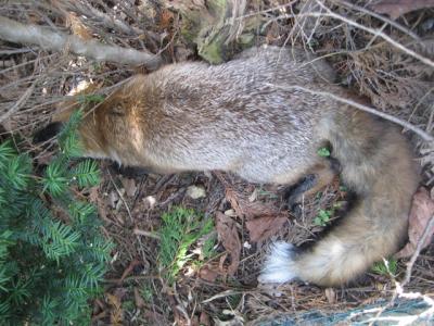 100402-toter-Fuchs-HvdH