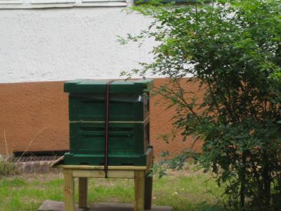 bienen