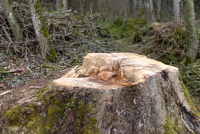 Waldspaziergang