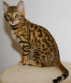 Ajanta-Bengals
