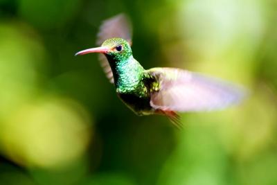 554827_516202688394032_142361198_n