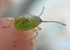 greenbug2