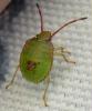 greenbug3