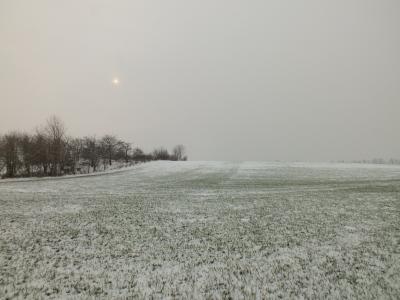Feld