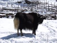 Yak