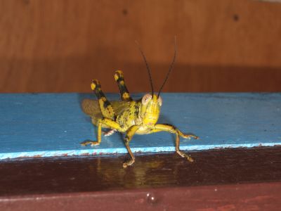 ... oder "Grass-Hopper", wie wir Cool-People sagen ... oder "Grass-Hopper", wie wir Cool-People sagen