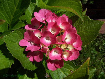 gartenhortensie