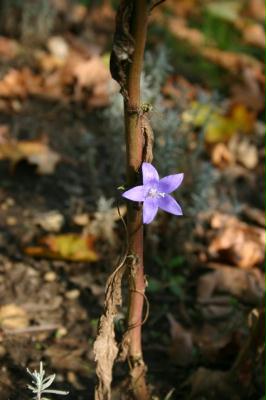 burgenland_06