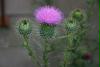 Distel