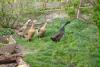 enten