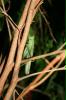 ficus00