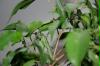 ficus02