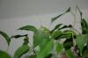 ficus03