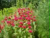 garden03