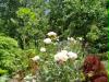 garden06
