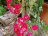 garden10