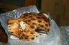 gepard
