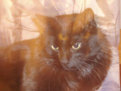 kater